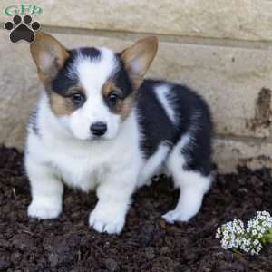 Austin, Pembroke Welsh Corgi Puppy